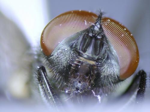 Musca autumnalis